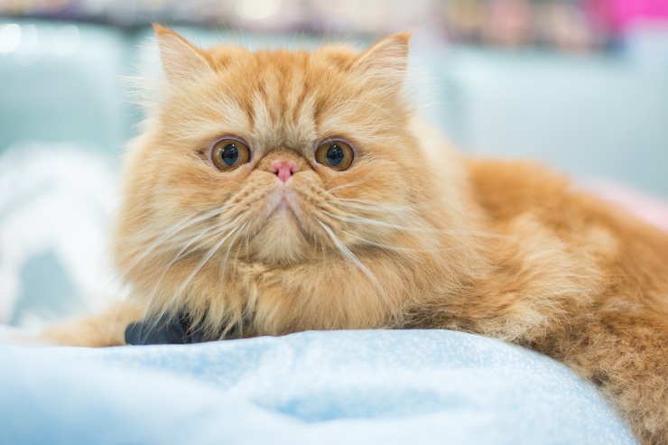 ペルシャ猫の画像