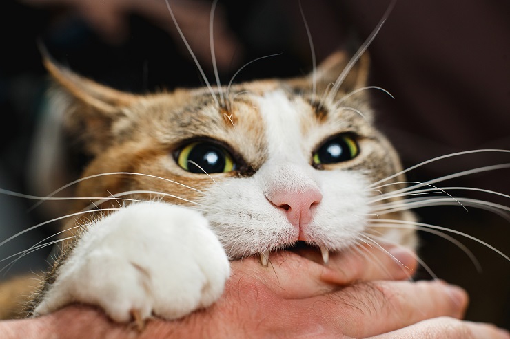 猫が噛む理由とは 効果的なしつけは 猫との暮らし大百科