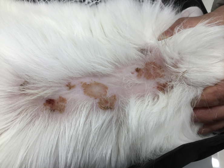猫のアトピー性皮膚炎