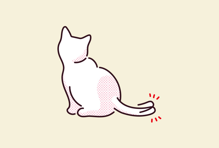 しっぽで分ける猫の種類や、しっぽの動きでわかる猫の気持ち 猫との
