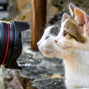 カメラのレンズをのぞき込む2頭の猫