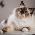 バーマンの画像
