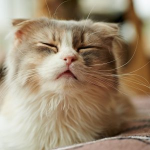 くしゃみをしそうな瞬間の猫