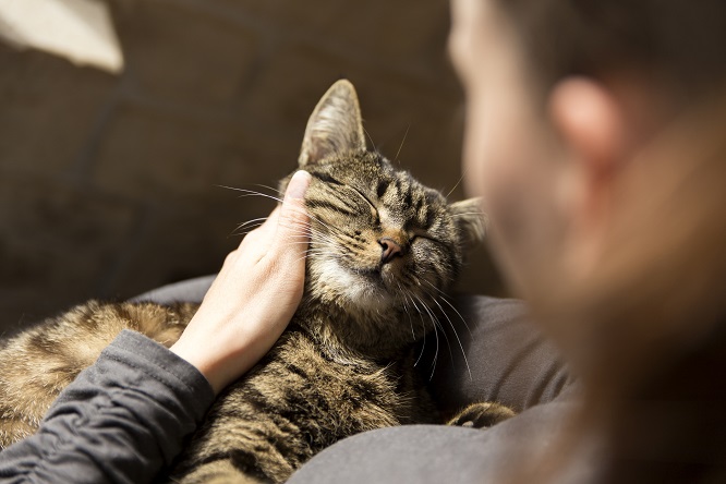 飼い主さんの腕の中でうっとりしている猫