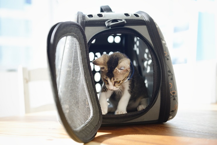 子猫が持ち運び用ケージに入っている