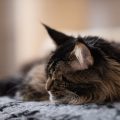 眠る猫の画像