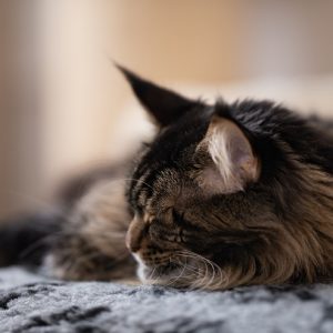 眠る猫の画像