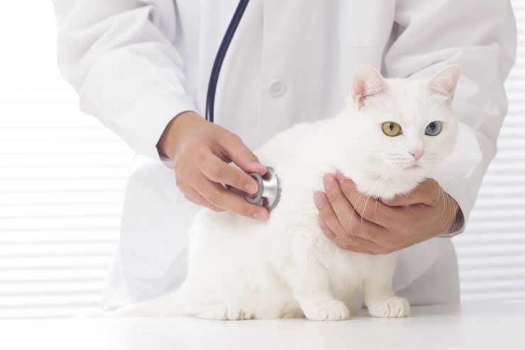 診察されている猫