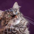 上を見つめる猫の画像