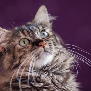 上を見つめる猫の画像