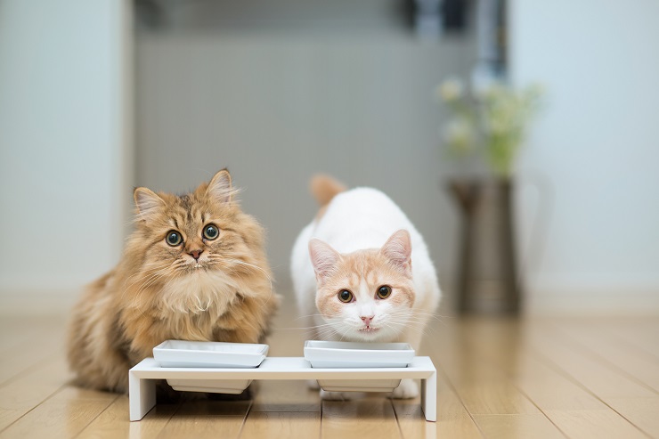 台つきのフードボールでごはんを食べる２頭の猫