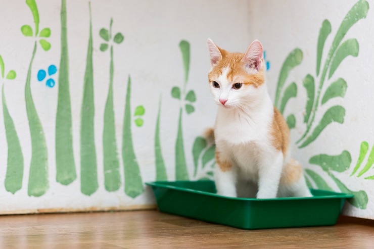 トイレでおしっこをする猫