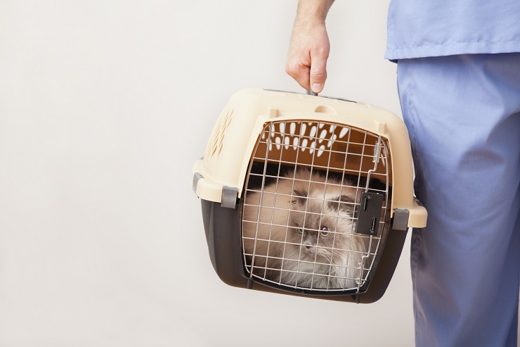 キャリーバッグに入れられて移動する猫