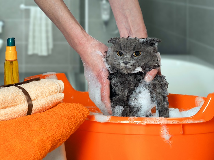 お風呂に入って泡だらけの猫