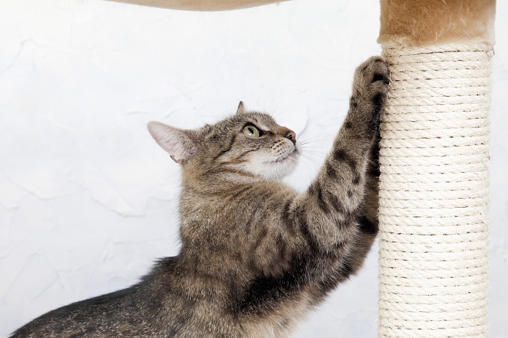 爪とぎをする猫