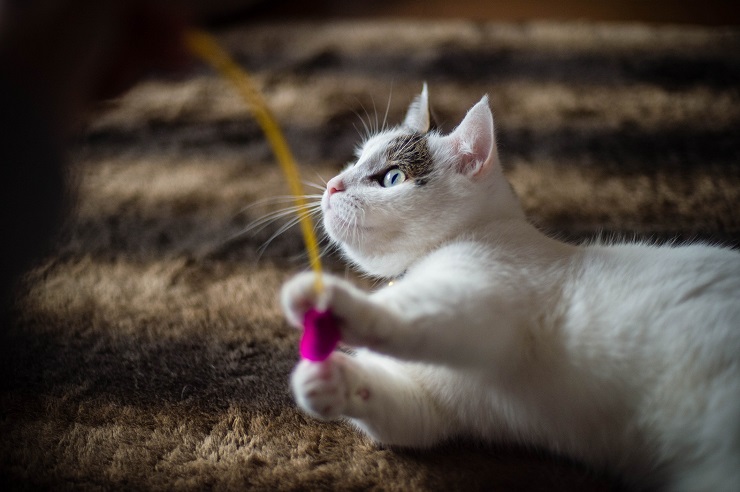 絨毯の上で猫がおもちゃで遊んでいる