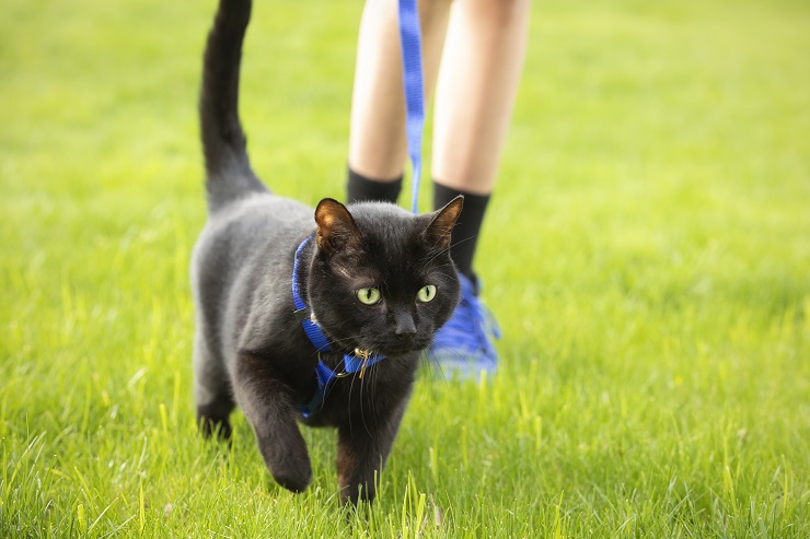 黒い猫の首にハーネスが付けられている