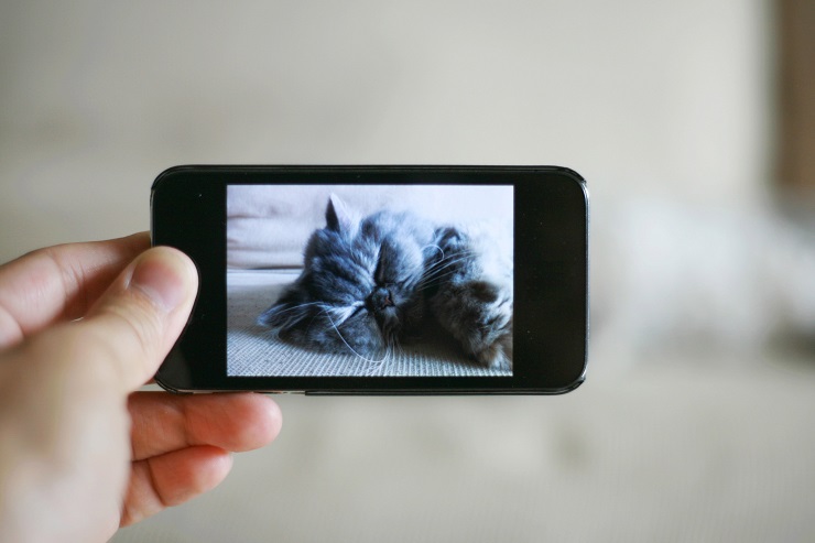寝ている猫の姿がスマートフォンの画面に映っている