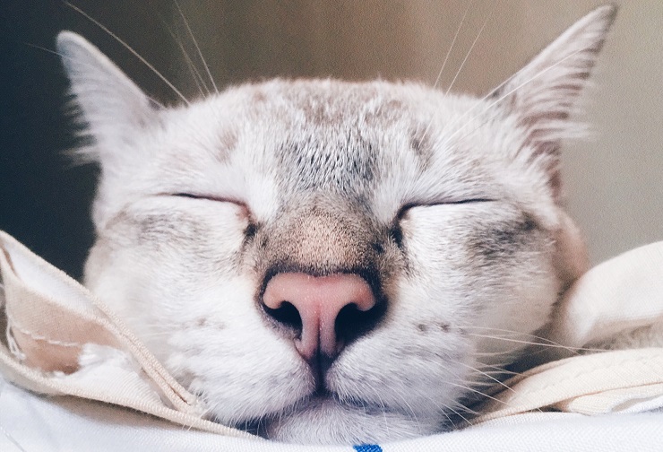 寝ている猫の顔を接写