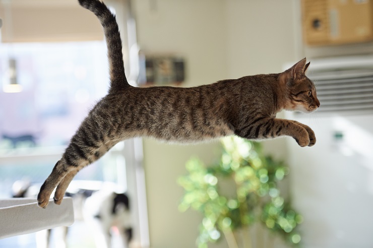 猫が飛び移る瞬間