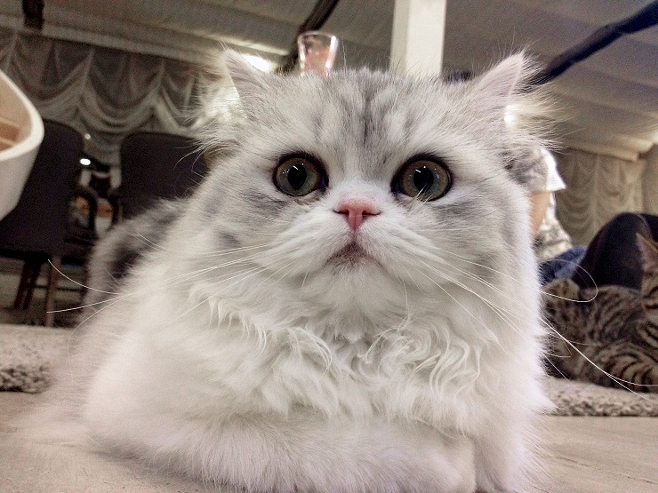 目が真ん丸の猫が映っている