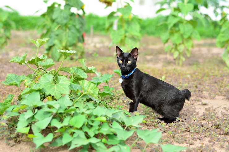 人気の猫種ランキングtop 猫の種類ごとの特徴や性格 魅力をご紹介 猫との暮らし大百科