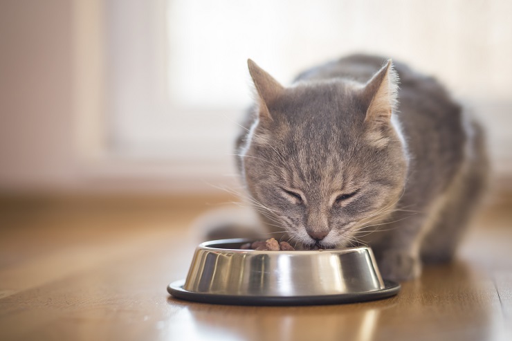 猫にはなにを食べさせたらいい？子猫のときと成猫のときのごはんは違うの？ごはんやお水の量やあげ方について知りたい！ | 猫との暮らし大百科