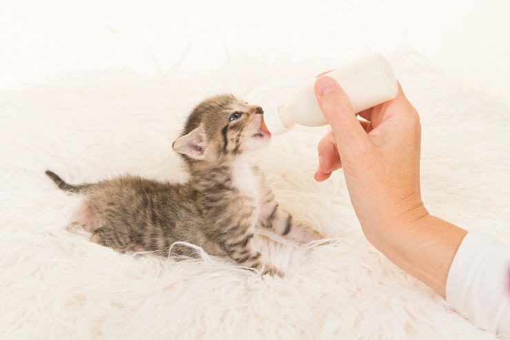 猫にはなにを食べさせたらいい 子猫のときと成猫のときのごはんは違うの ごはんやお水の量やあげ方について知りたい 猫との暮らし大百科