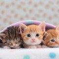 布団に包まった3頭の子猫