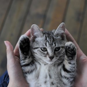 掌で包まれる子猫