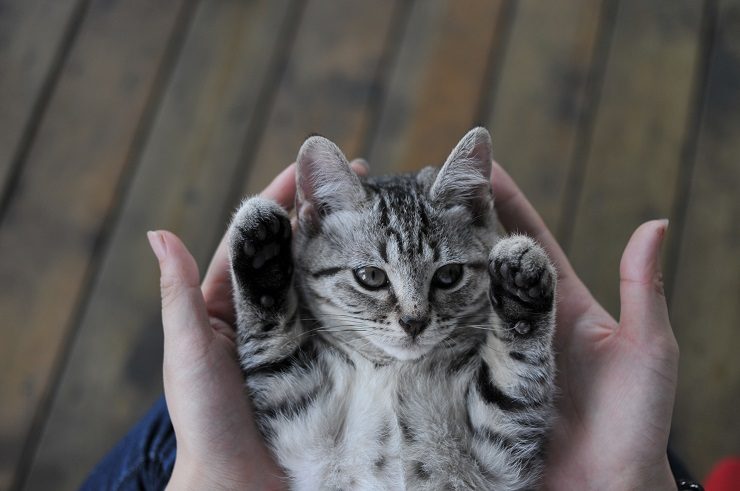 猫を里親でお迎えしたときの費用はいくら 動物病院へは行ったほうがいいの 猫との暮らし大百科