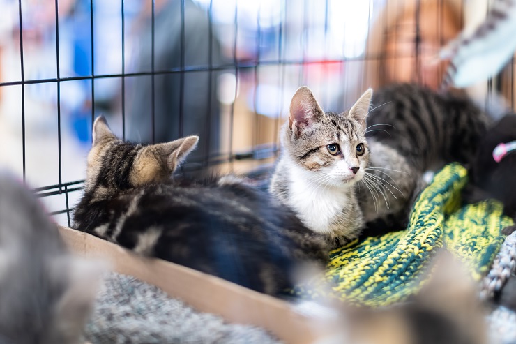 猫 ます 無償 掲示板 譲り