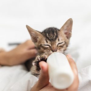 ミルクを飲む子猫