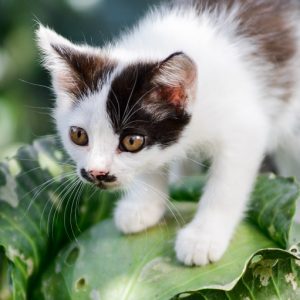 キャベツの上に乗る子猫の画像