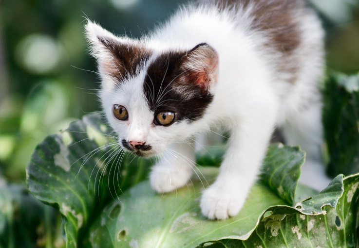 猫にキャベツはあげてもいい メリットやデメリットは 猫との暮らし大百科