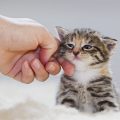 子猫の喉を撫でる画像