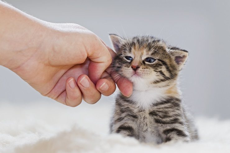 猫を飼いたい お迎えするにはどんな方法がある 準備やお迎えしてから気を付けることをご紹介 猫との暮らし大百科