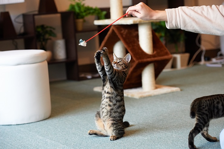 おもちゃで遊ぶ猫