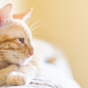 横を向いている猫の画像