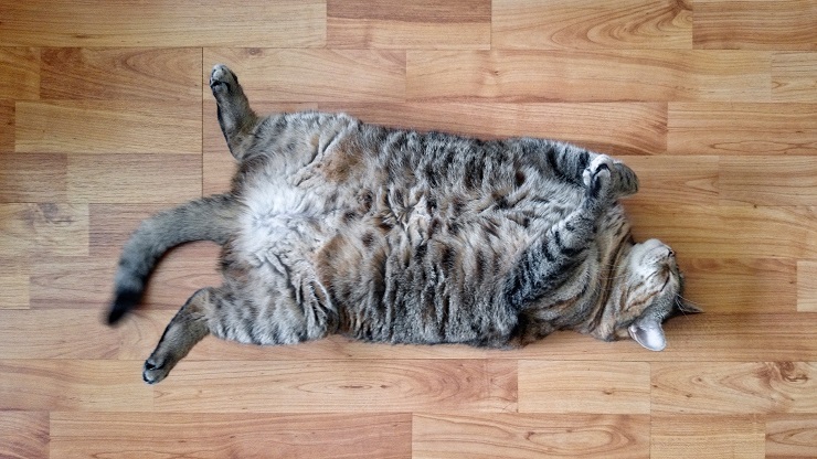 太った寝ている猫