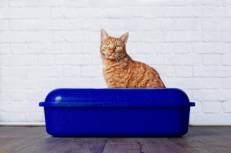 トイレにたたずむ猫