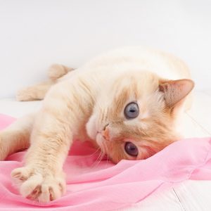 床に寝そべり布で遊ぶ猫