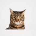 きょとんとした表情の猫