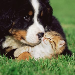 子犬と戯れる子猫