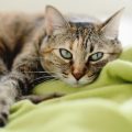 緑の毛布の上で横たわる猫