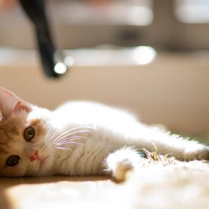 部屋の中で横たわった子猫の画像