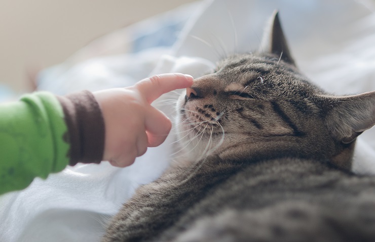 猫の横顔