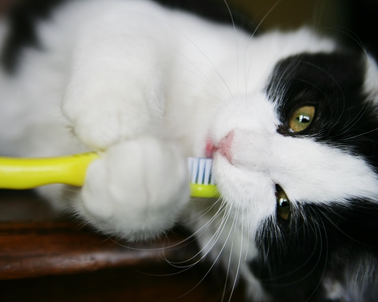 歯ブラシをかじっている猫