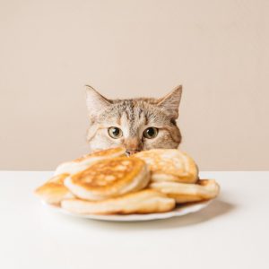 パンケーキを見つめる猫