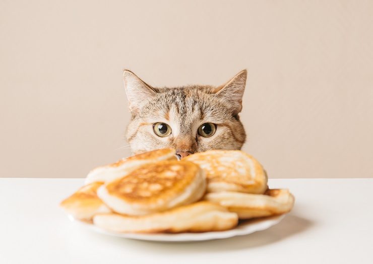 これって猫が食べても大丈夫 人間の食べ物で与えてngなものとokな